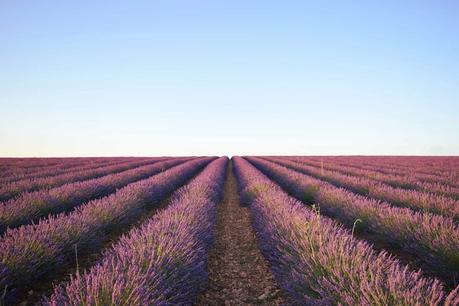 Campos de lavanda de Brihuega Campos de lavanda de Brihuega