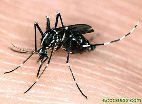 Cómo hacer repelente para mosquitos y otros insectos casero y natural repelente de mosquitos