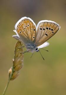 Para ampliar Polyommatus dorylas hacer clic