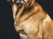 Científicos explican porqué mirada perros irresistible