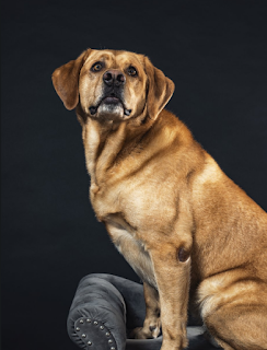 Científicos explican porqué la mirada de los perros es irresistible Científicos explican porqué la mirada de los perros es irresistible