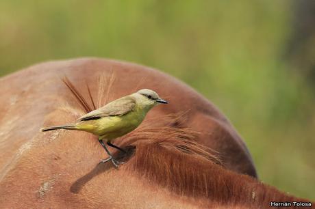 Picabuey sobre caballo