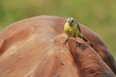 Picabuey sobre caballo