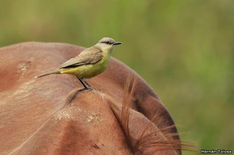 Picabuey sobre caballo