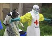declara Ebola como Emergencia Internacional
