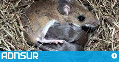 Advierten que en los próximos meses se multiplicarían los ratones “colilargos” en la cordillera