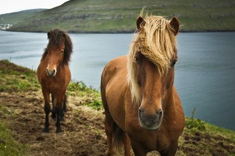 ▷ 12 cosas que hacer en las Islas Feroe things-to-do-in-the-Faroe-Islands-horse-riding-1024x683 ▷ 12 cosas que hacer en las Islas Feroe
