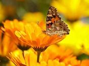 caléndula, propiedades, beneficios cuidados planta