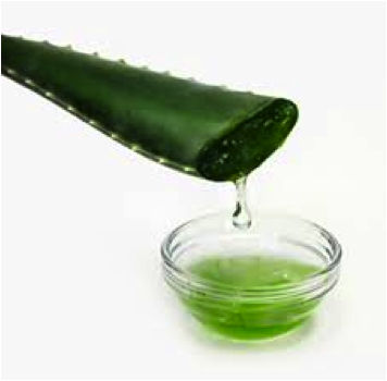 Aloe Vera para todo