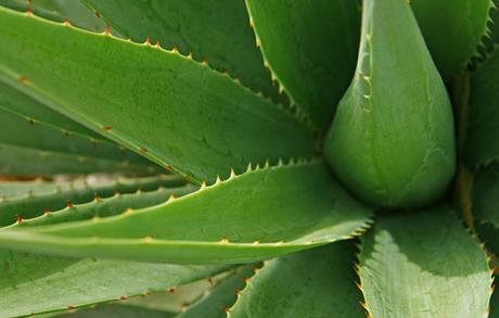 Aloe Vera para todo