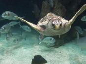 tortuga marina lesión medular irreversible encuentra hogar acuario Loro Parque