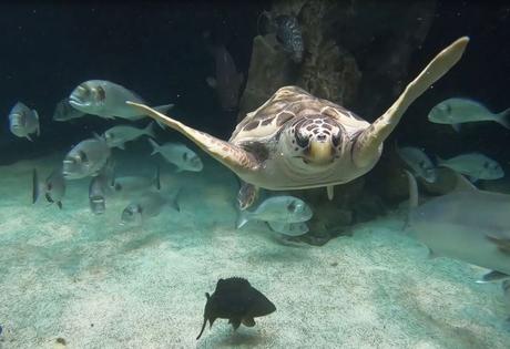 Una tortuga marina con una lesión medular irreversible encuentra un hogar en el acuario de Loro Parque