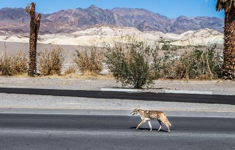 ▷ 9 cosas increíbles para hacer en el Parque Nacional Death Valley (para visitantes por primera vez) death-valley-national-park-california-1 ▷ 9 cosas increíbles para hacer en el Parque Nacional Death Valley (para visitantes por primera vez)