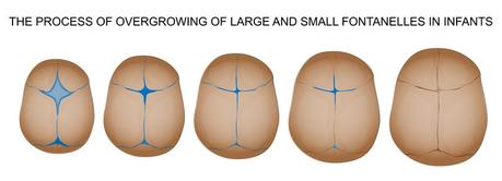 Las seis fontanelas del cráneo del bebé Las seis fontanelas del cráneo del bebé