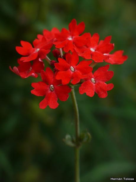 Macros de flores y frutos (serie roja)