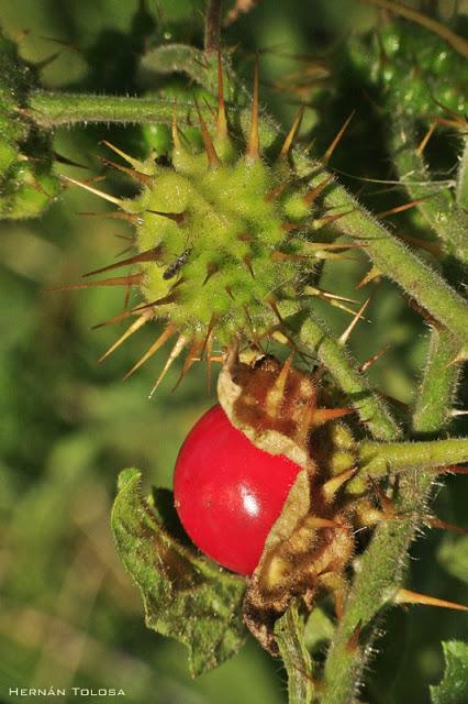 Macros de flores y frutos (serie roja)