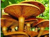 Hongo eucaliptus