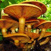 Racimo de hongos de eucaliptus