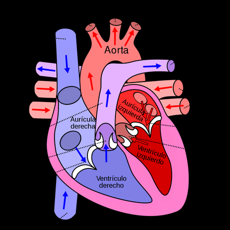 Técnicas de enfermería básica I: ¿Cómo tomar la tensión arterial (TA)? corazón humano