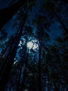 La Blasfemia Asediante del bosque Breheimen Parte 2