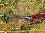 caballito ojos rojos