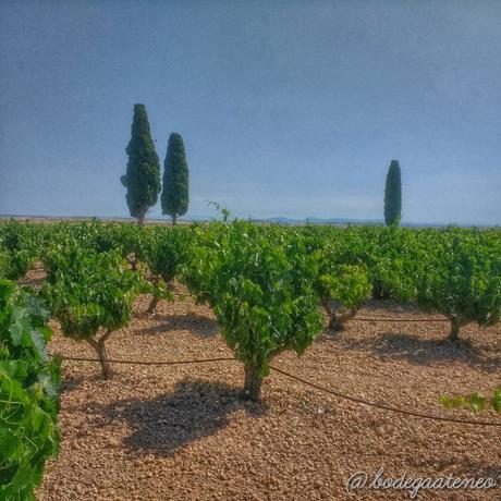 Visita a Bodegas Balbás