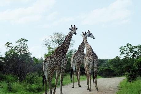  ▷ Comentario sobre el Parque Nacional Kruger en Sudáfrica - Ensayo fotográfico de por qué los viajes a Sudáfrica harán que tu mandíbula caiga - El caballero aspirante