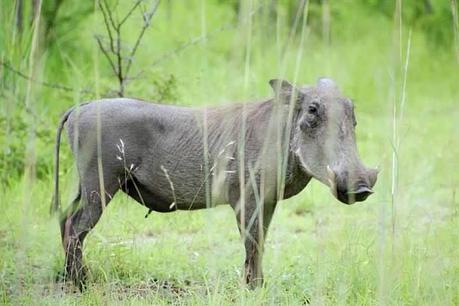  ▷ Comentario sobre el Parque Nacional Kruger en Sudáfrica - Ensayo fotográfico de por qué los viajes a Sudáfrica harán que tu mandíbula caiga - El caballero aspirante