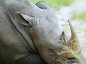 Comentario sobre Parque Nacional Kruger Sudáfrica Ensayo fotográfico viajes harán mandíbula caiga caballero aspirante