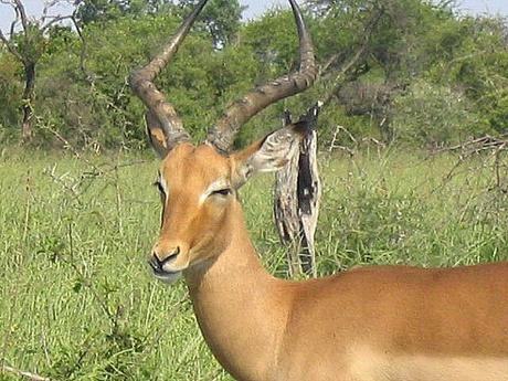  ▷ Comentario sobre el Parque Nacional Kruger en Sudáfrica - Ensayo fotográfico de por qué los viajes a Sudáfrica harán que tu mandíbula caiga - El caballero aspirante