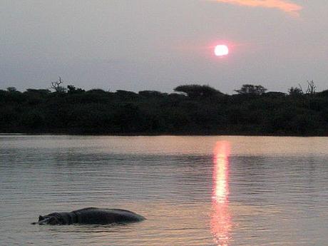  ▷ Comentario sobre el Parque Nacional Kruger en Sudáfrica - Ensayo fotográfico de por qué los viajes a Sudáfrica harán que tu mandíbula caiga - El caballero aspirante