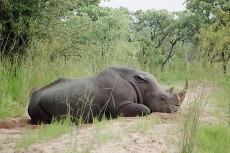  ▷ Comentario sobre el Parque Nacional Kruger en Sudáfrica - Ensayo fotográfico de por qué los viajes a Sudáfrica harán que tu mandíbula caiga - El caballero aspirante