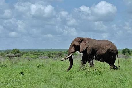  ▷ Comentario sobre el Parque Nacional Kruger en Sudáfrica - Ensayo fotográfico de por qué los viajes a Sudáfrica harán que tu mandíbula caiga - El caballero aspirante