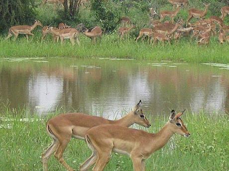  ▷ Comentario sobre el Parque Nacional Kruger en Sudáfrica - Ensayo fotográfico de por qué los viajes a Sudáfrica harán que tu mandíbula caiga - El caballero aspirante