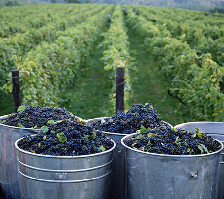 Bodegas pioneras en Catalunya inician un proyecto de creación de modelos de predicción con Raw Data Bodegas pioneras en Catalunya inician un proyecto de creación de modelos de predicción con Raw Data