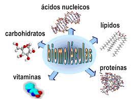 Tabla periódica y vida. Conceptos básicos de bioquímica