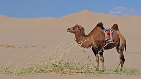 ¿POR QUÉ LOS CAMELLOS TIENEN JOROBA?