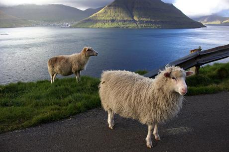 driving-in-the-faor-islands-sheep-2-1024x683 ▷ Conducir en las Islas Feroe: 10 consejos para ponerte en marcha