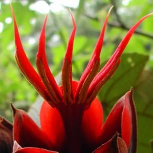 Chiranthodendron pentadactylon//Arbol de las manitas