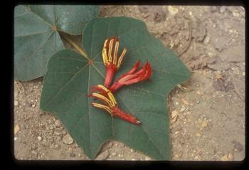 Chiranthodendron pentadactylon//Arbol de las manitas