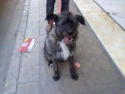Perro encontrado en un vagón del metro. (Valencia)