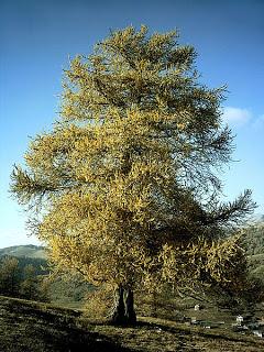 Larch/ alerce