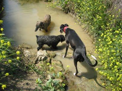 Crónicas de un galgo pensionista....