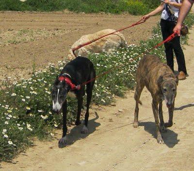 Crónicas de un galgo pensionista....