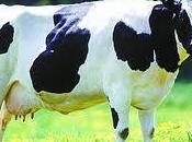 puedo leche vaca bebé?