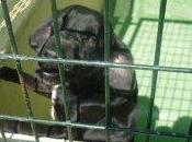 Conguito, perrito pequeño perrera, urgente!!