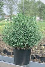 Pleioblastus  nana // bambúes ornamentales