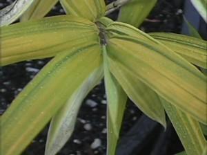 Pleioblastus  nana // bambúes ornamentales