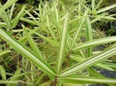 Pleioblastus  nana // bambúes ornamentales