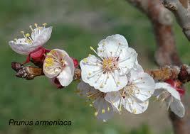 El Albaricoque, Fruta de Verano